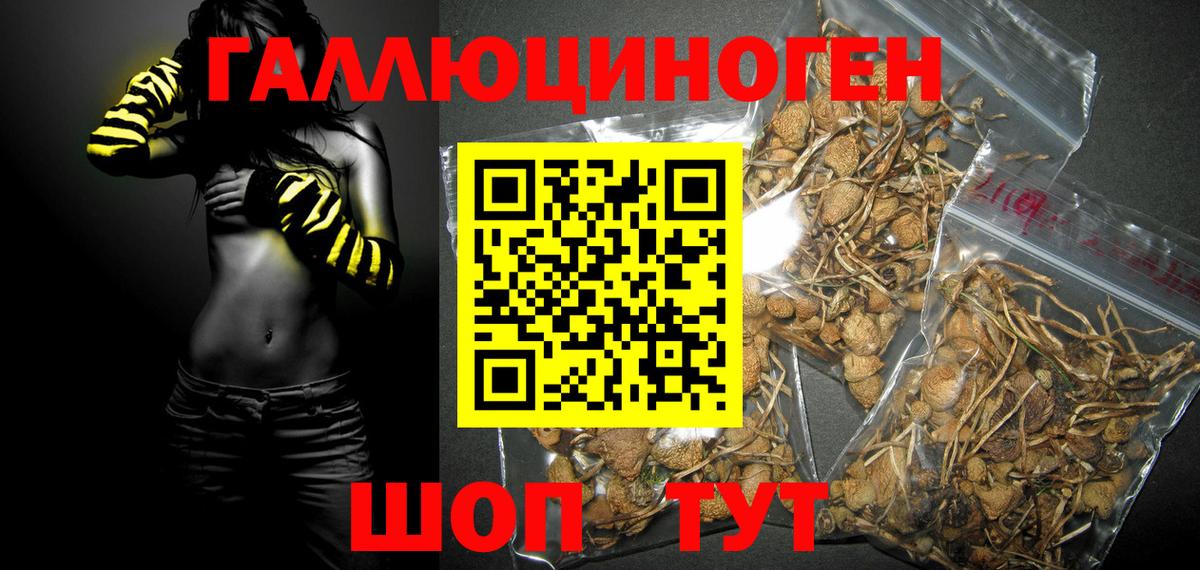 Псилоцибиновые грибы MAGIC MUSHROOMS  Вход с VPN  Новосибирск 